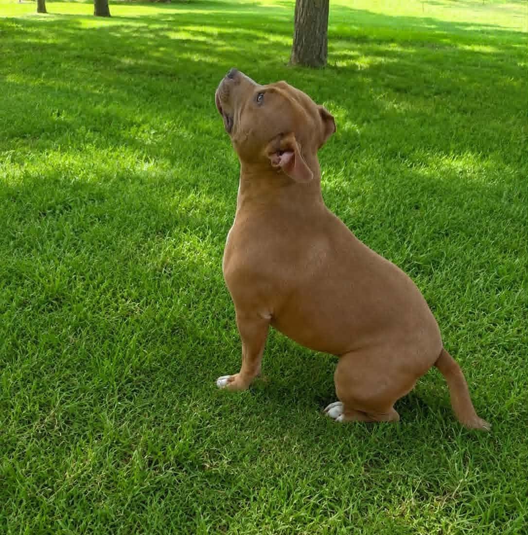 Enlarge Penny, a ADOPTABLE Pit Bull Terrier in Homer Glen, IL image 5/5