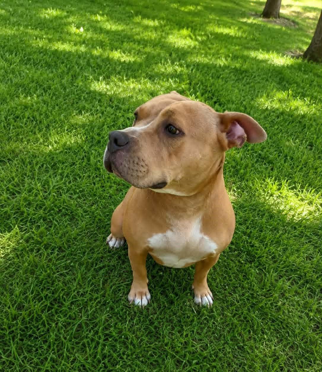 Enlarge Penny, a ADOPTABLE Pit Bull Terrier in Homer Glen, IL image 2/5