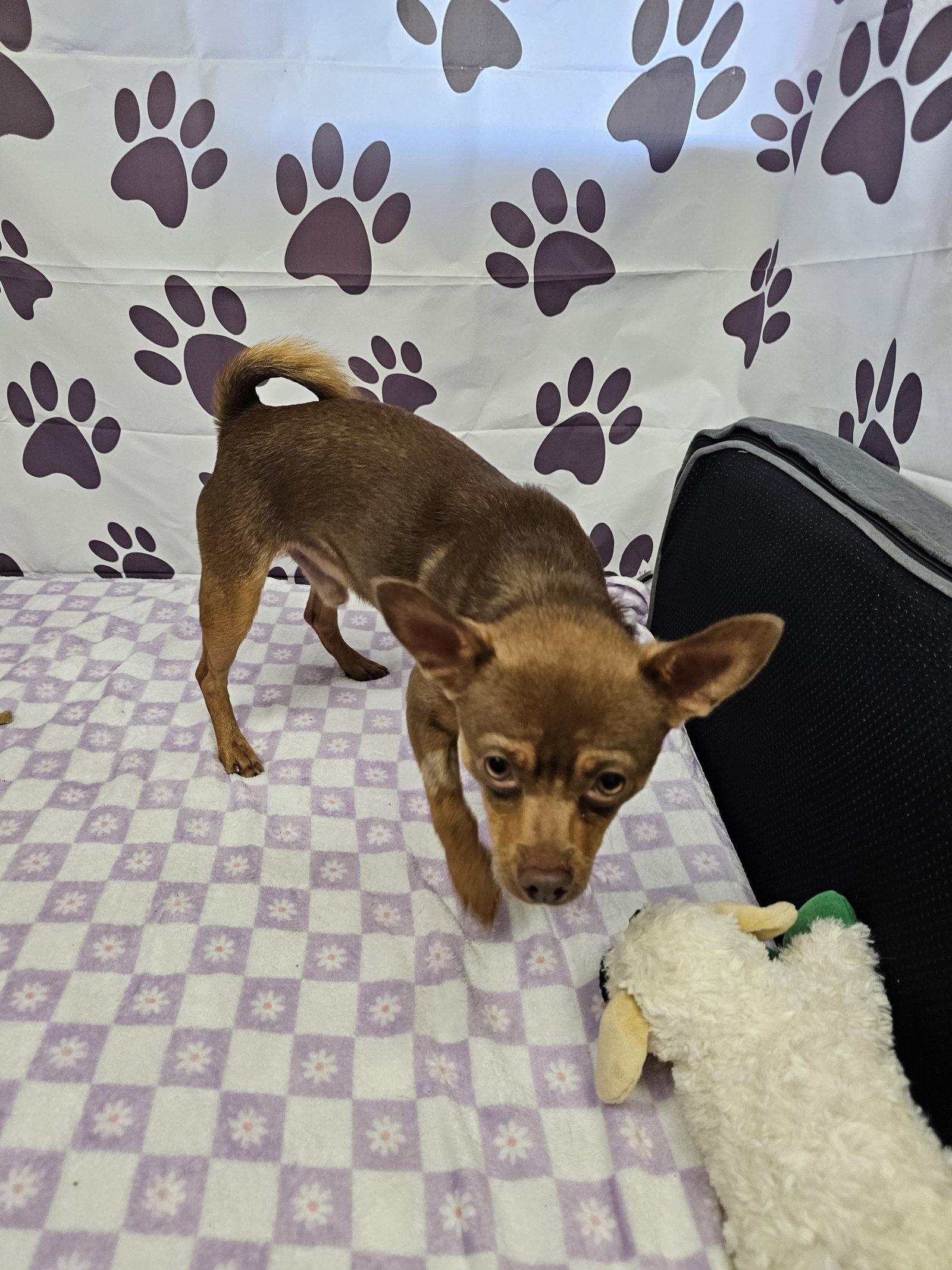 Enlarge Downman, a Adoptable Chihuahua in Metairie, LA image 1/2