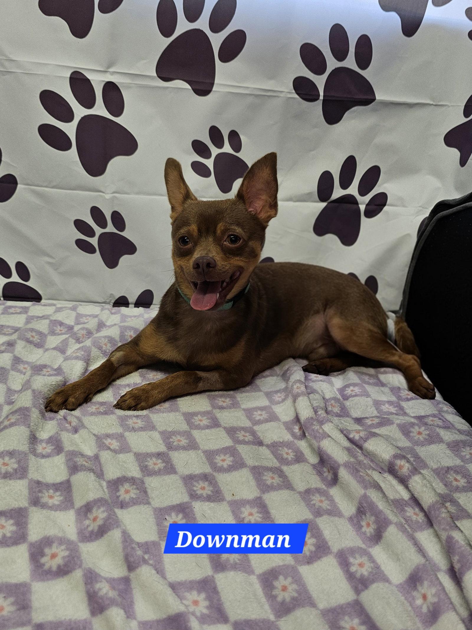 Enlarge Downman, a Adoptable Chihuahua in Metairie, LA image 2/2
