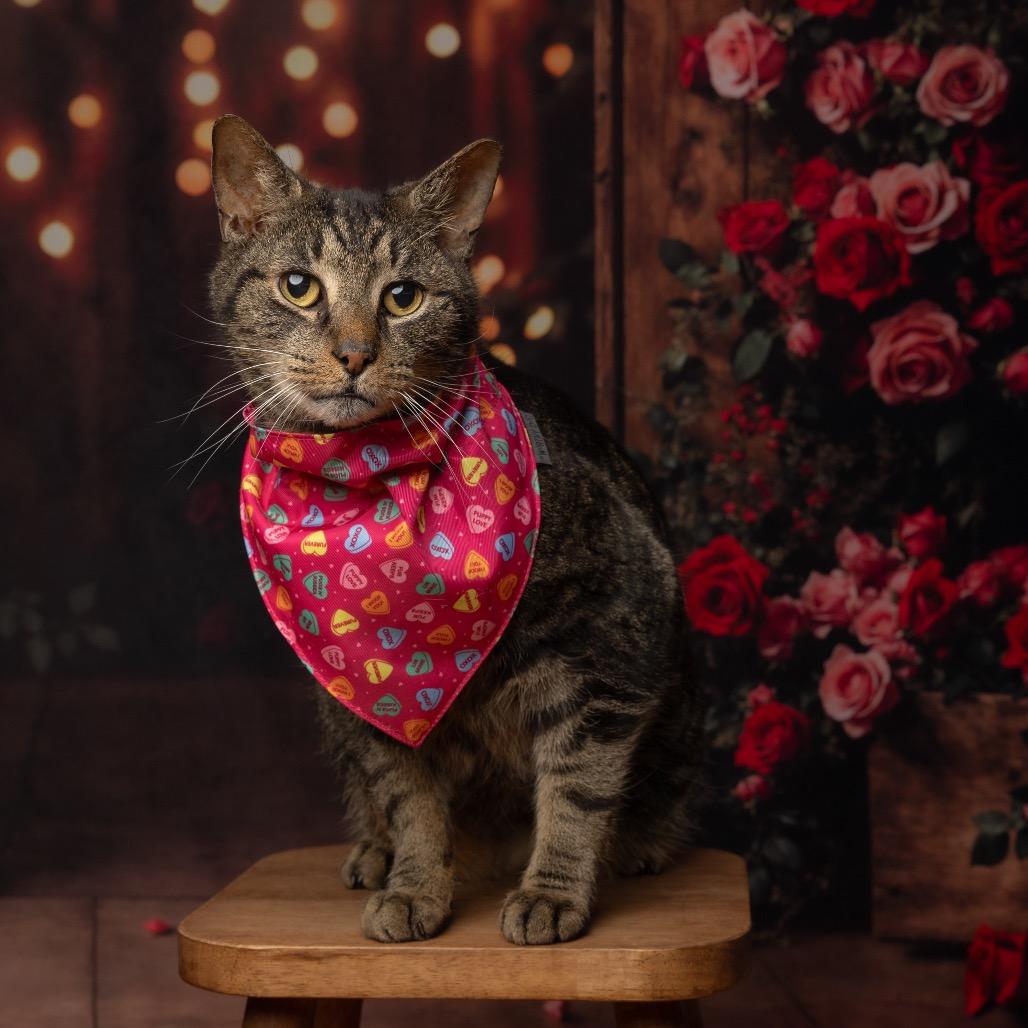 Giggy, Adoptable, Senior Male Domestic Short Hair.