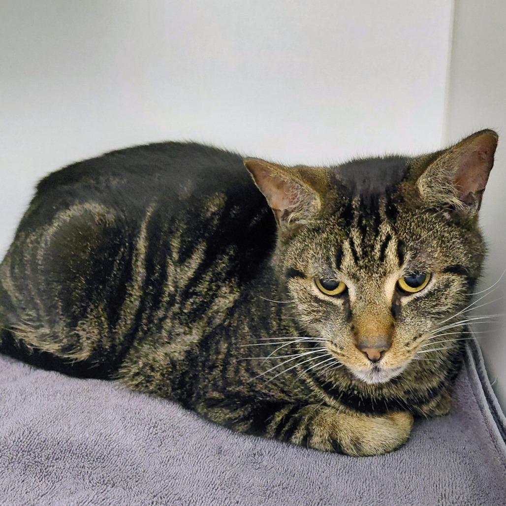 Giggy, a Adoptable Domestic Short Hair in Philadelphia, PA image 2/3