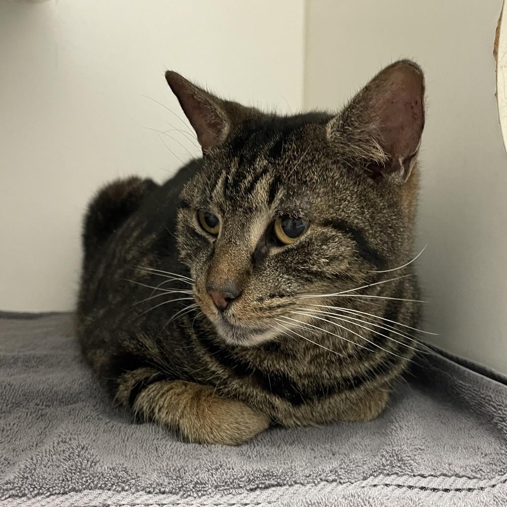 Giggy, a Adoptable Domestic Short Hair in Philadelphia, PA image 3/3