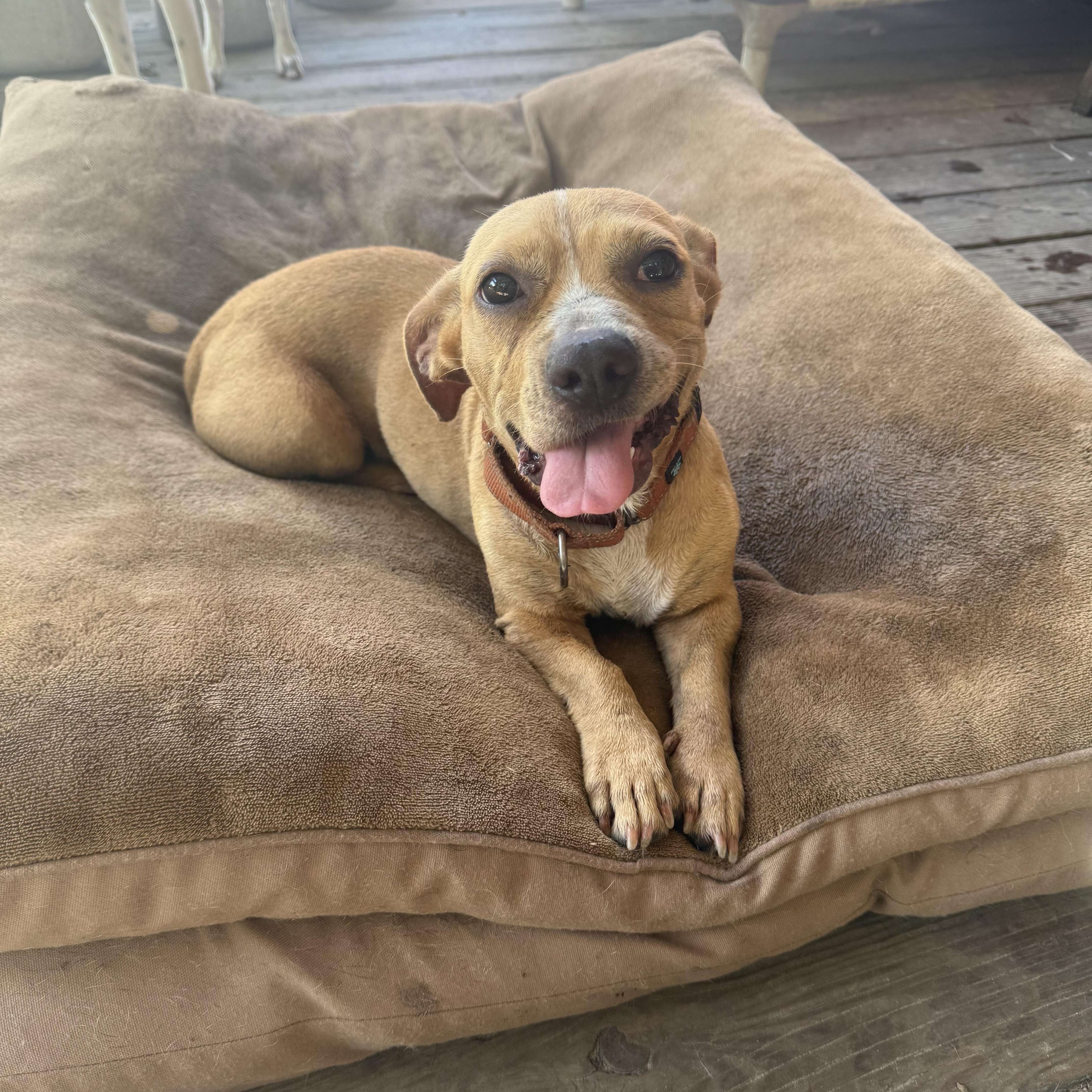 Enlarge Mayo, a Adoptable mixed breed in Unionville, CT image 4/6