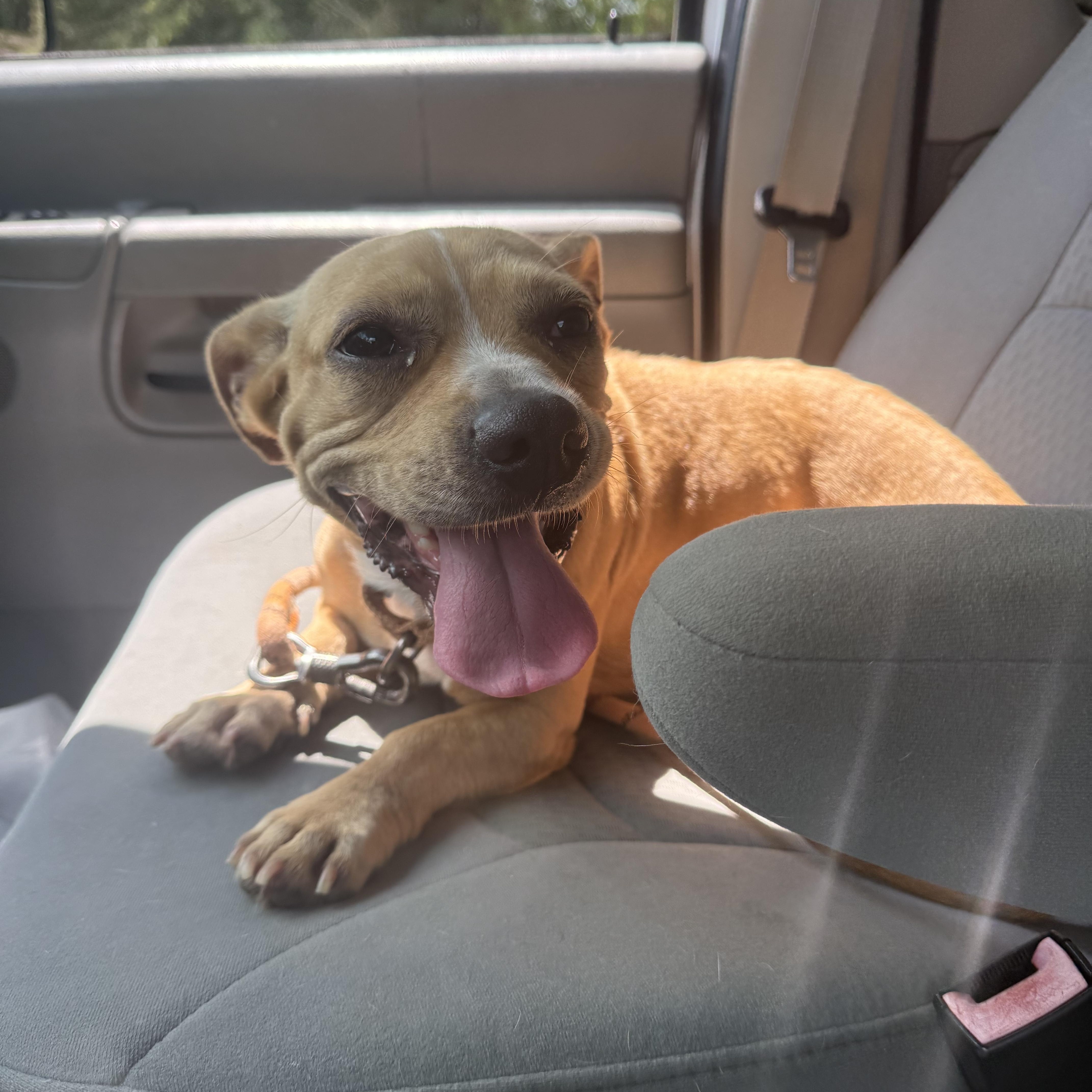 Enlarge Mayo, a Adoptable mixed breed in Unionville, CT image 2/6