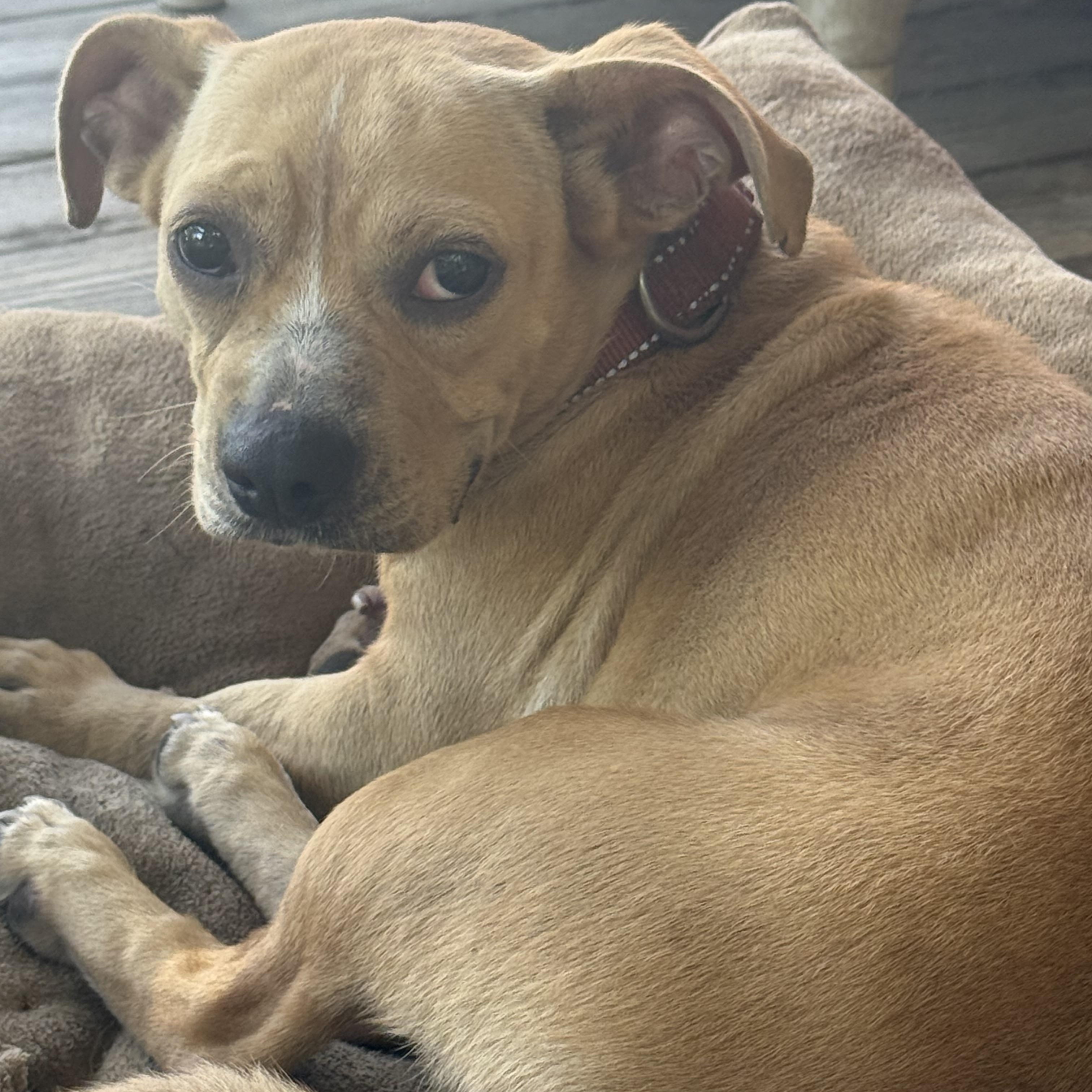 Enlarge Mayo, a Adoptable mixed breed in Unionville, CT image 3/6