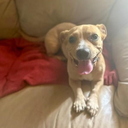 Enlarge Mayo, a Adoptable mixed breed in Unionville, CT image 5/6
