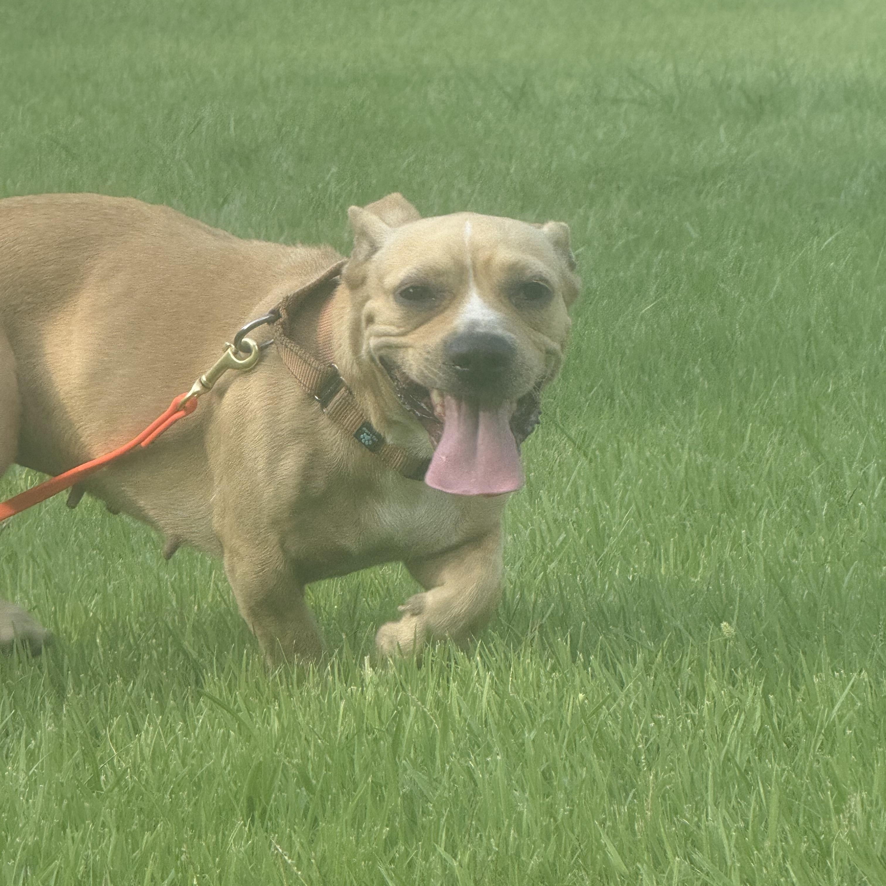 Enlarge Mayo, a Adoptable mixed breed in Unionville, CT image 1/6