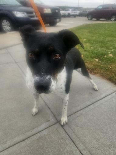Enlarge Myra Mae, a Adoptable mixed breed in Norton, KS image 5/5