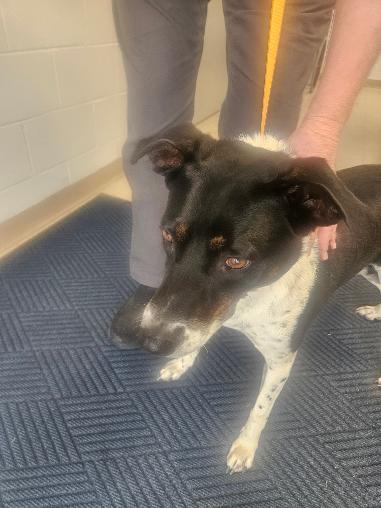 Myra Mae, Adoptable, Young Female Cattle Dog & Australian Shepherd.