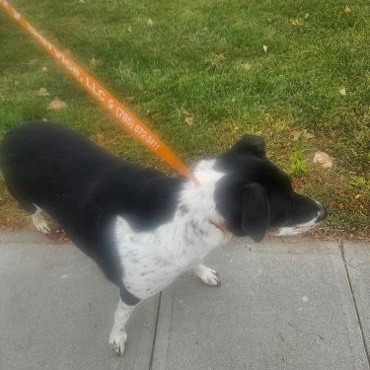 Enlarge Myra Mae, a Adoptable mixed breed in Norton, KS image 2/5