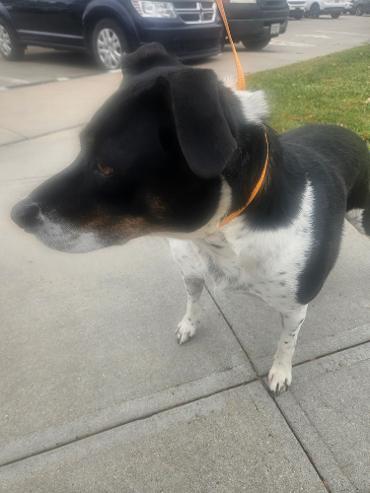 Enlarge Myra Mae, a Adoptable mixed breed in Norton, KS image 3/5