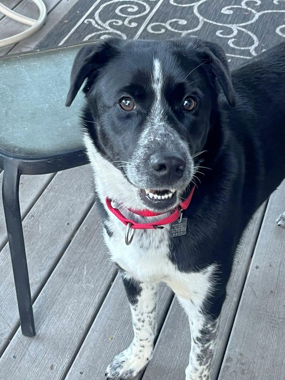 Bodhi, Adoptable, Adult Female Border Collie.