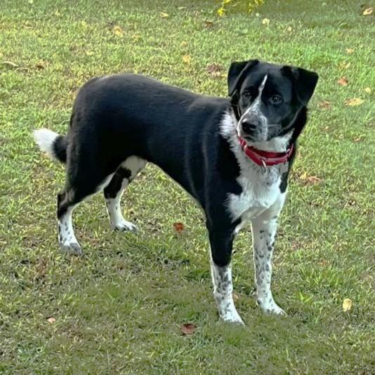 Enlarge Bodhi, a Adoptable mixed breed in Rensselaer, NY image 2/4