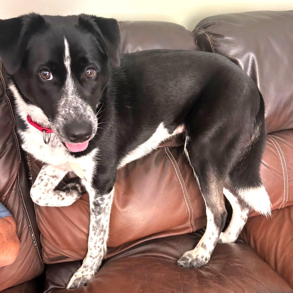 Enlarge Bodhi, a Adoptable mixed breed in Rensselaer, NY image 3/4