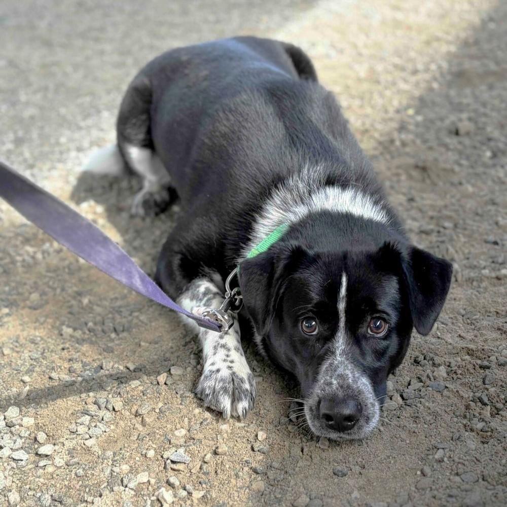 Enlarge Bodhi, a Adoptable mixed breed in Rensselaer, NY image 4/4