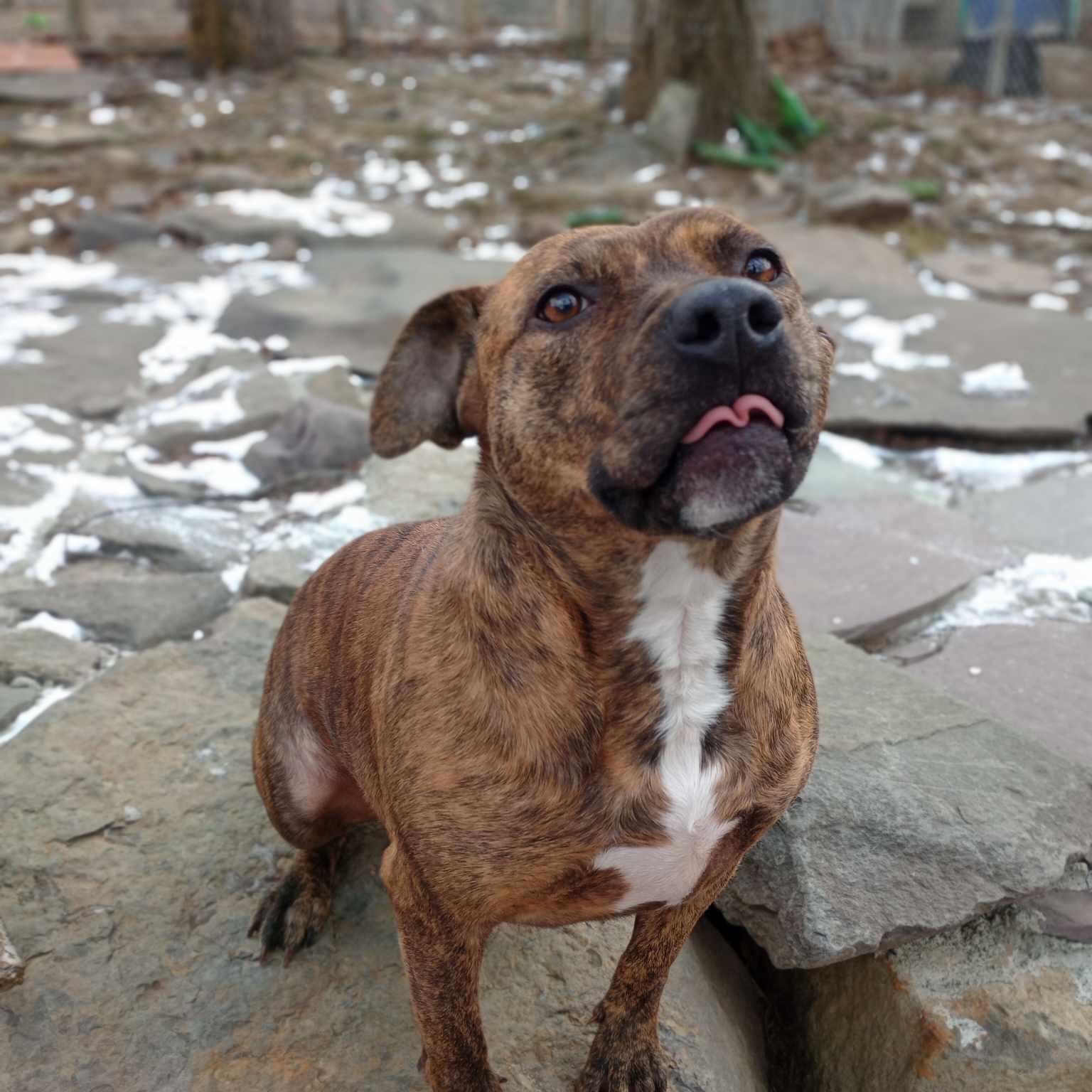 Enlarge faith, a Adoptable mixed breed in Saugerties, NY image 1/3