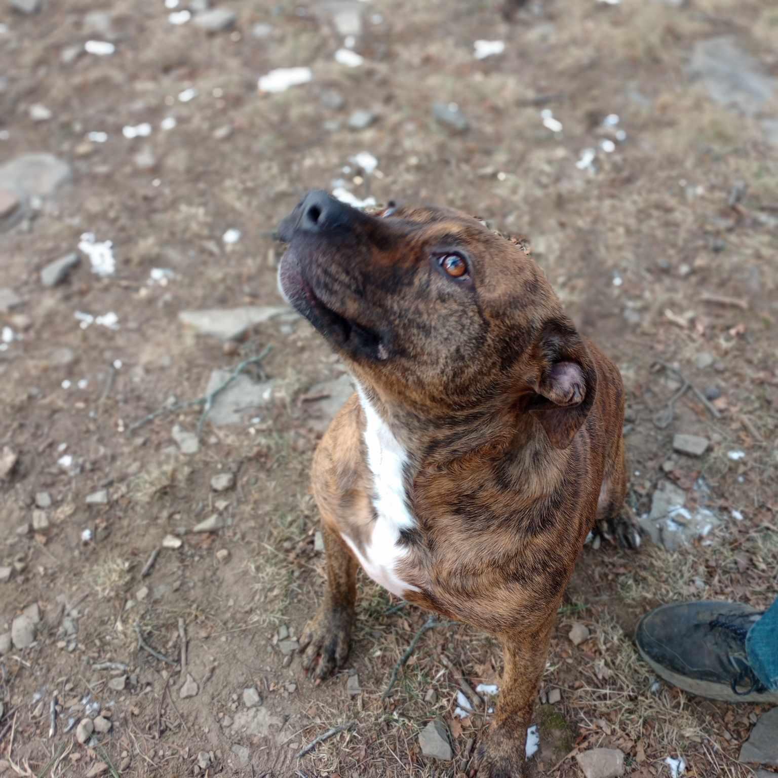 Enlarge faith, a Adoptable mixed breed in Saugerties, NY image 2/3