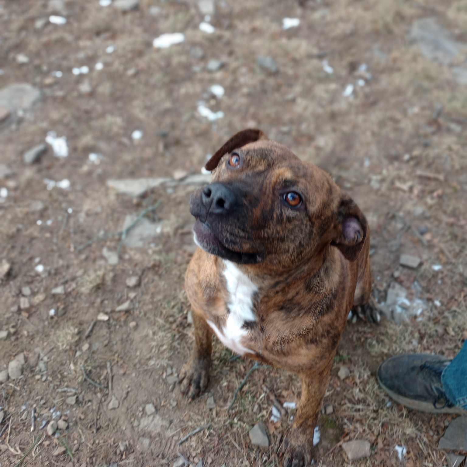 Enlarge faith, a Adoptable mixed breed in Saugerties, NY image 3/3