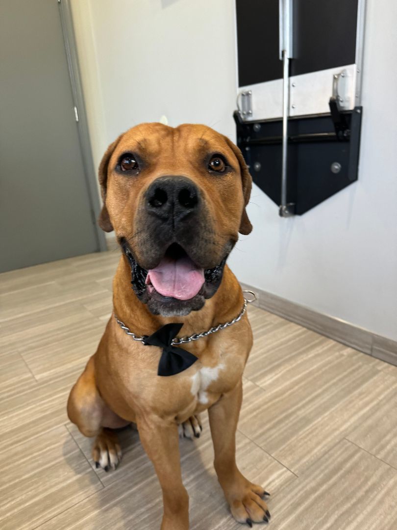 Enlarge Zeus, a Adopted mixed breed in Philadelphia, PA image 1/6