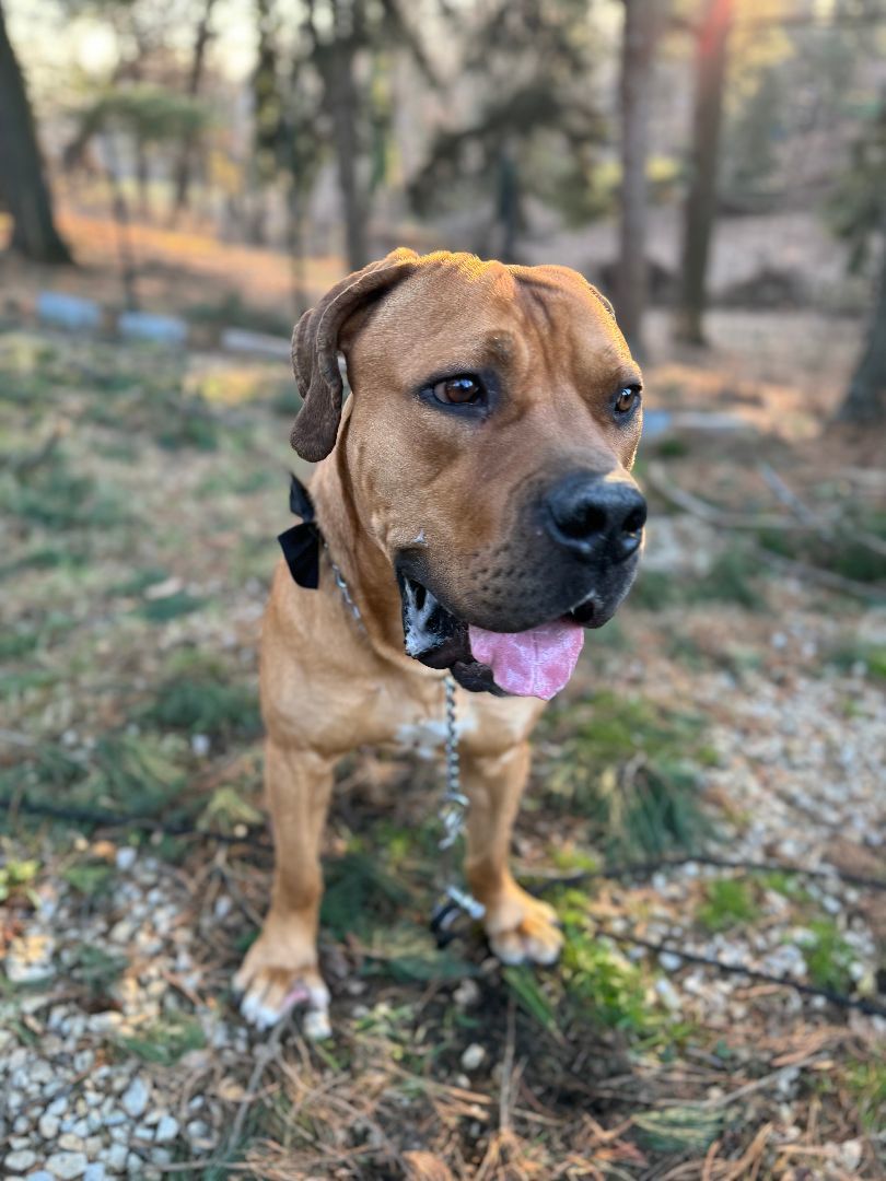 Enlarge Zeus, a Adopted mixed breed in Philadelphia, PA image 2/6