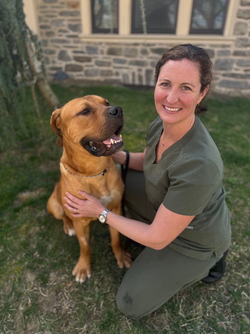 Enlarge Zeus, a Adopted mixed breed in Philadelphia, PA image 3/6