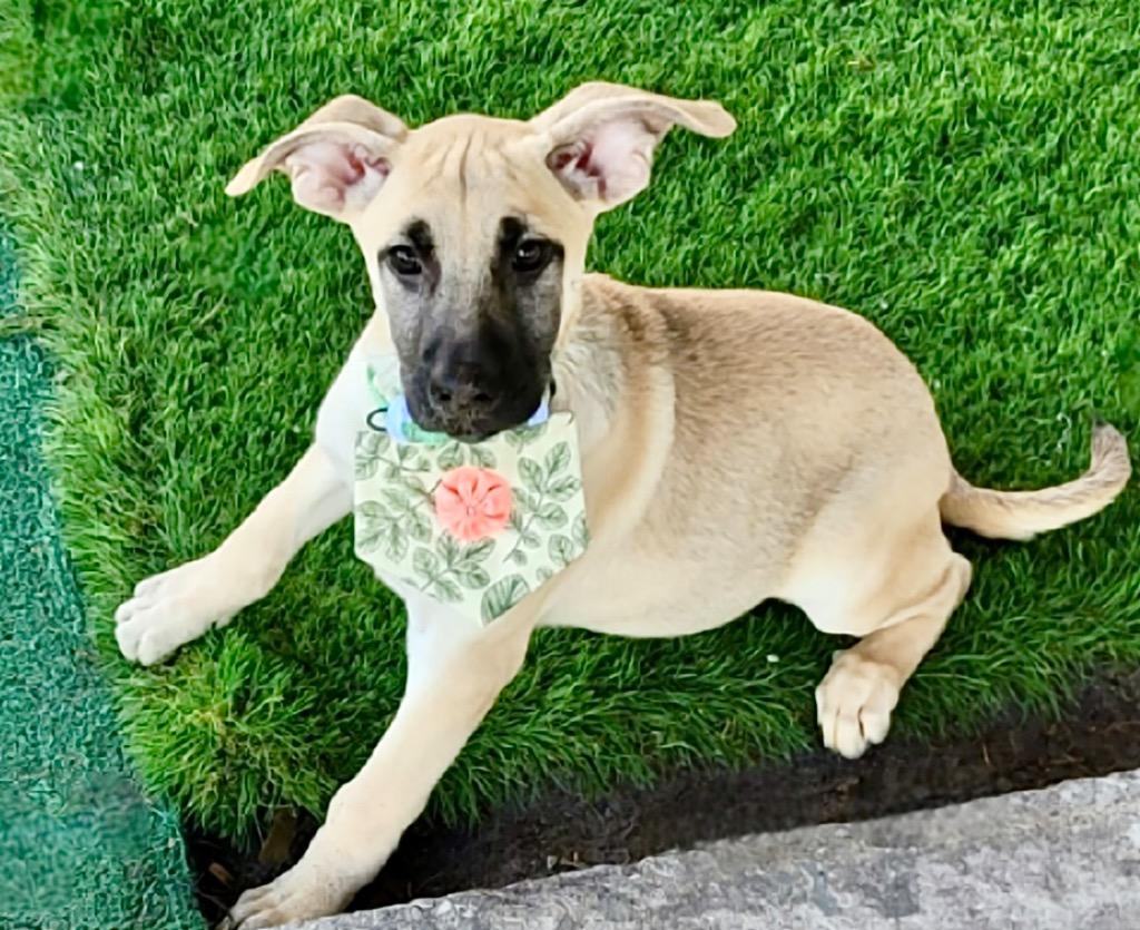 Muffin-4 mo Puppy!, Adopted, Puppy Female Black Mouth Cur & Dutch Shepherd.