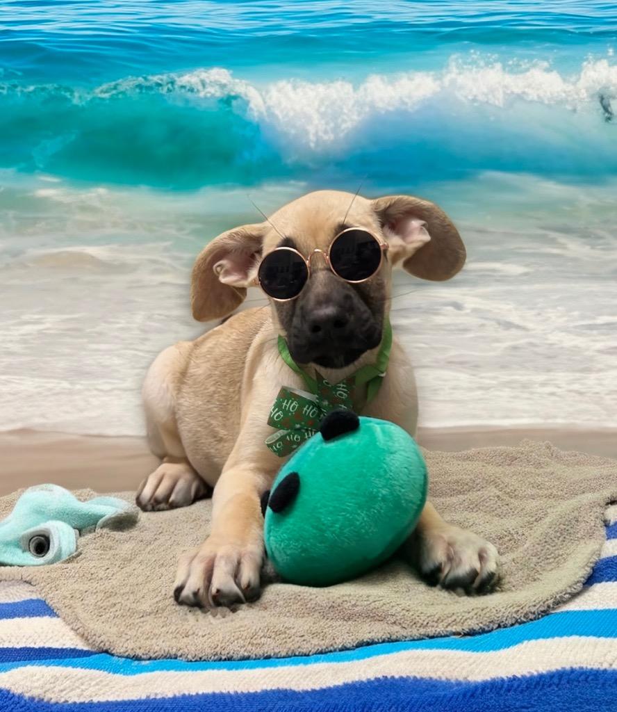 Enlarge Muffin-4 mo Puppy!, a Adopted mixed breed in Fort Myers, FL image 3/4