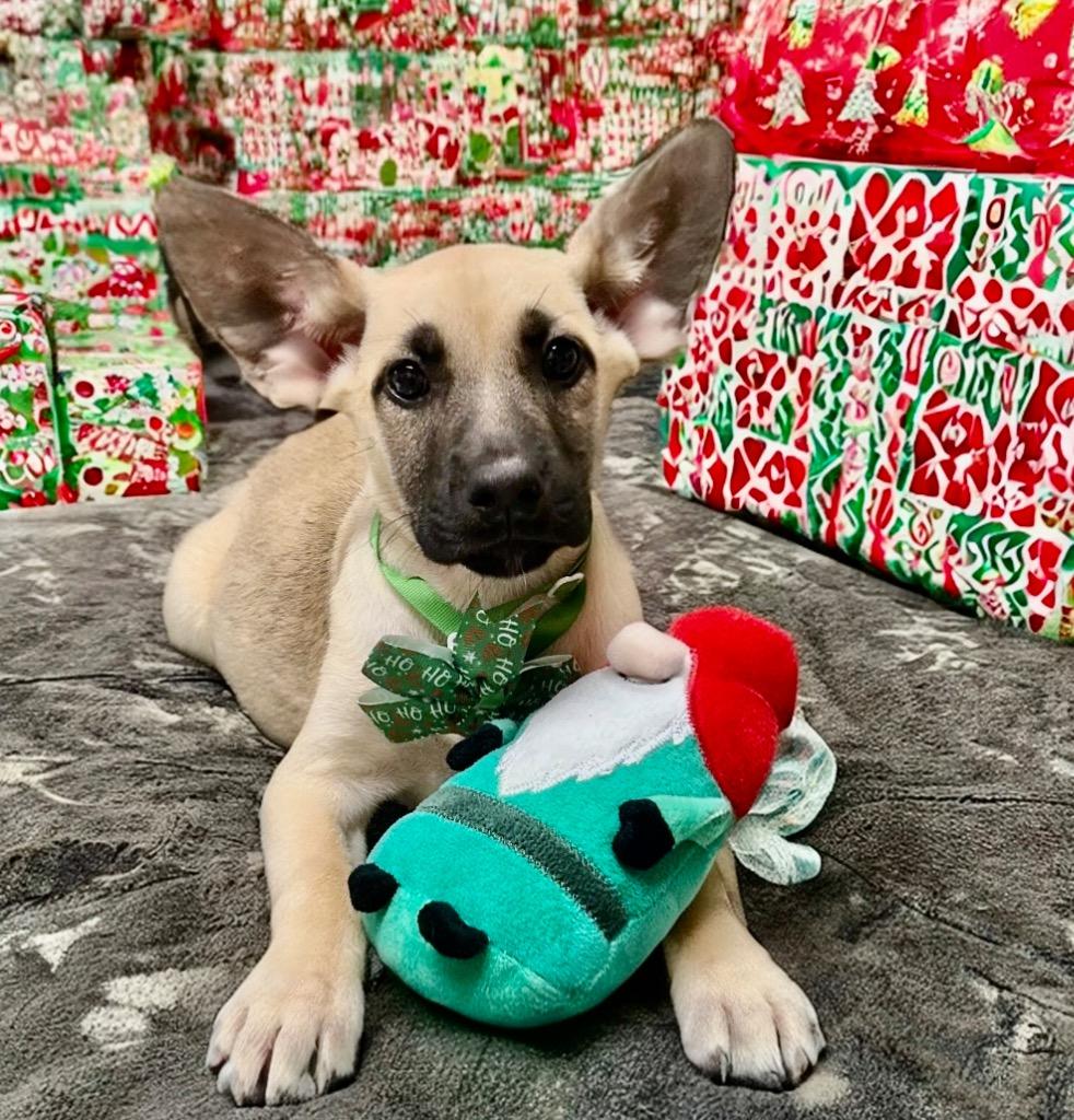 Enlarge Muffin-4 mo Puppy!, a Adopted mixed breed in Fort Myers, FL image 3/4