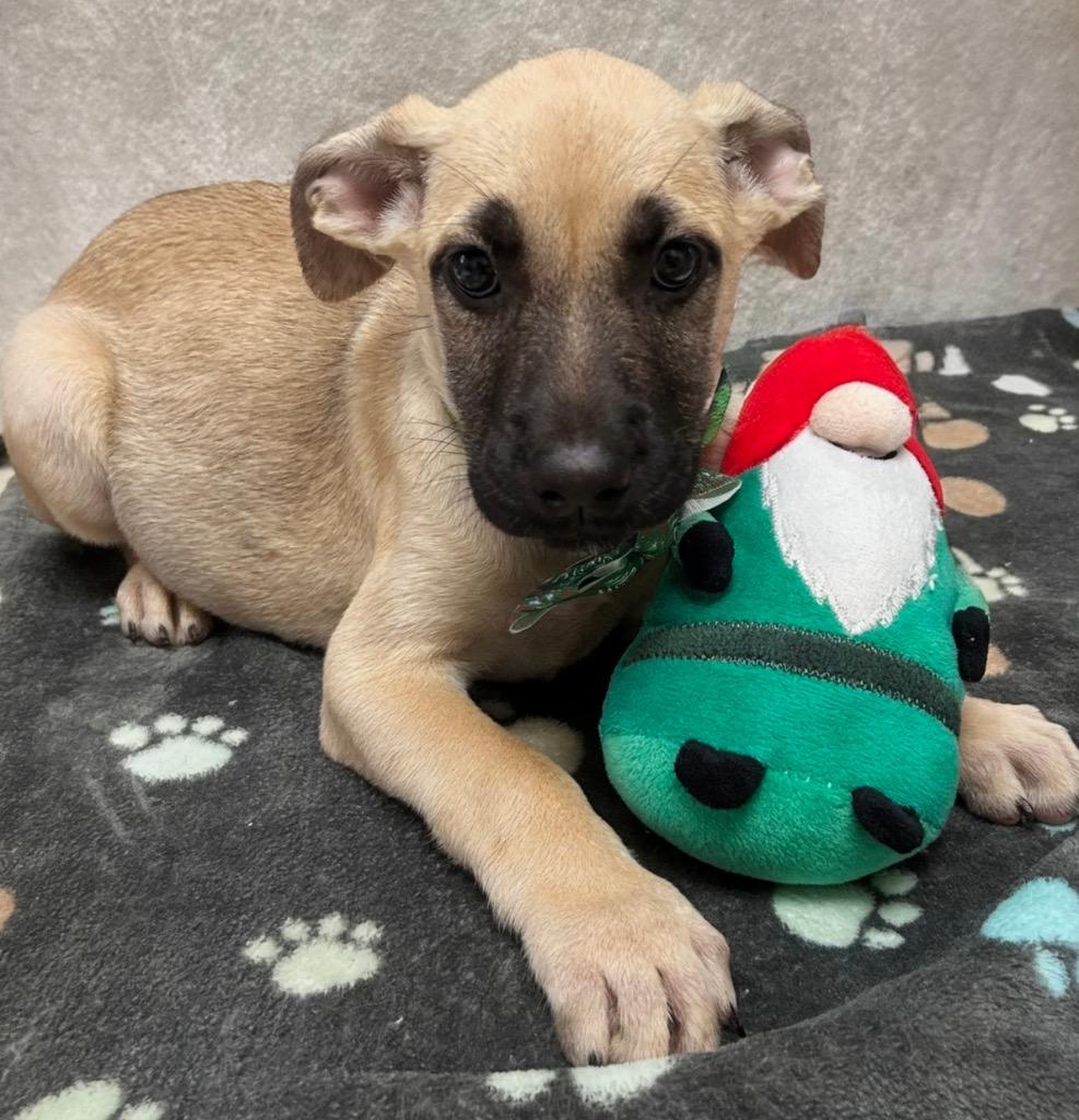 Enlarge Muffin-4 mo Puppy!, a Adopted mixed breed in Fort Myers, FL image 4/4