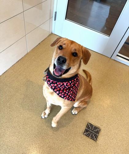 Enlarge Conroe, a Adoptable mixed breed in North Richland Hills, TX image 1/2