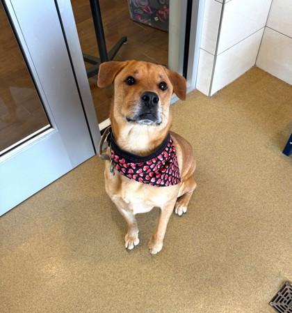 Enlarge Conroe, a Adoptable mixed breed in North Richland Hills, TX image 2/2