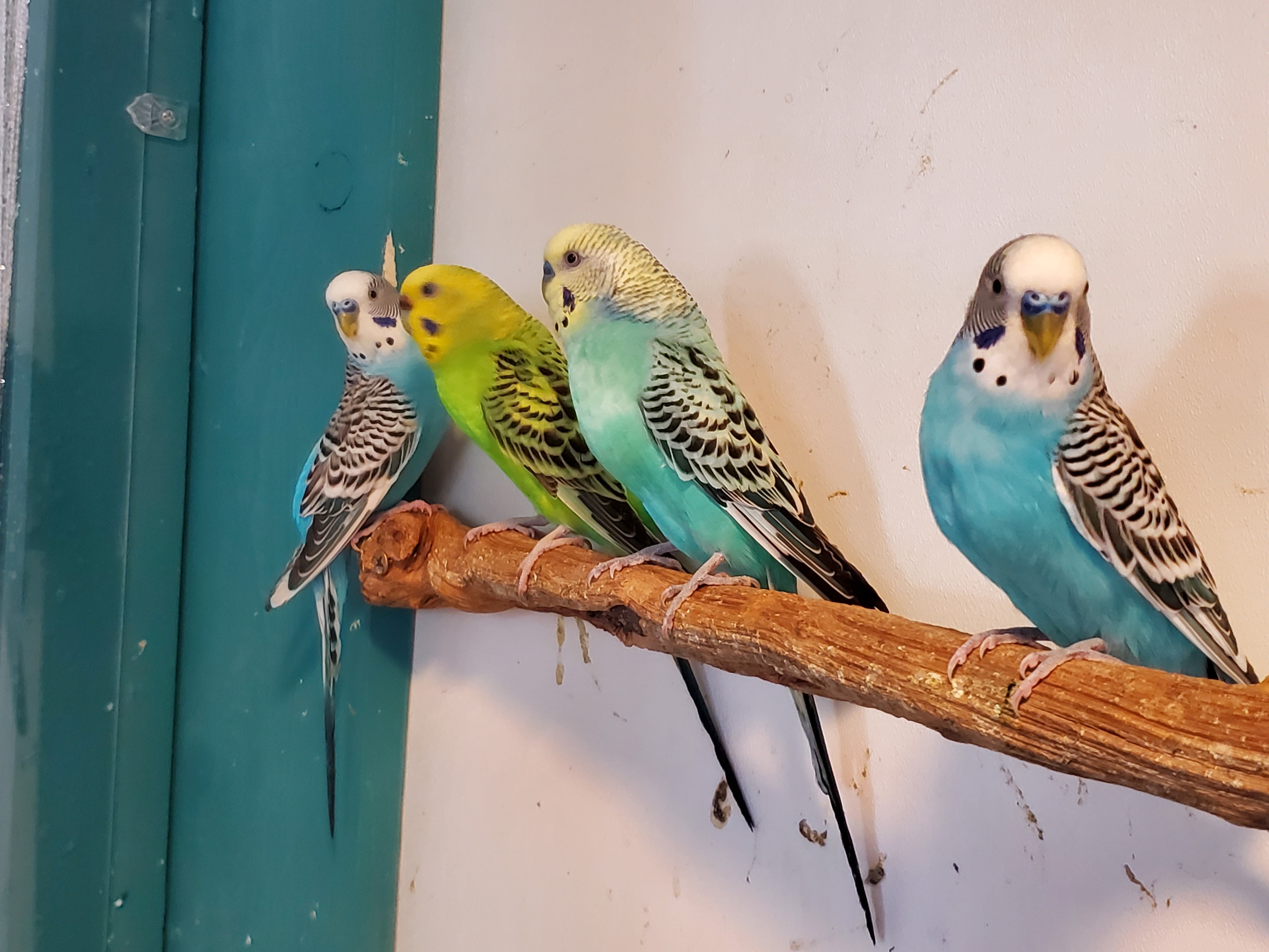 Budgies photo 2