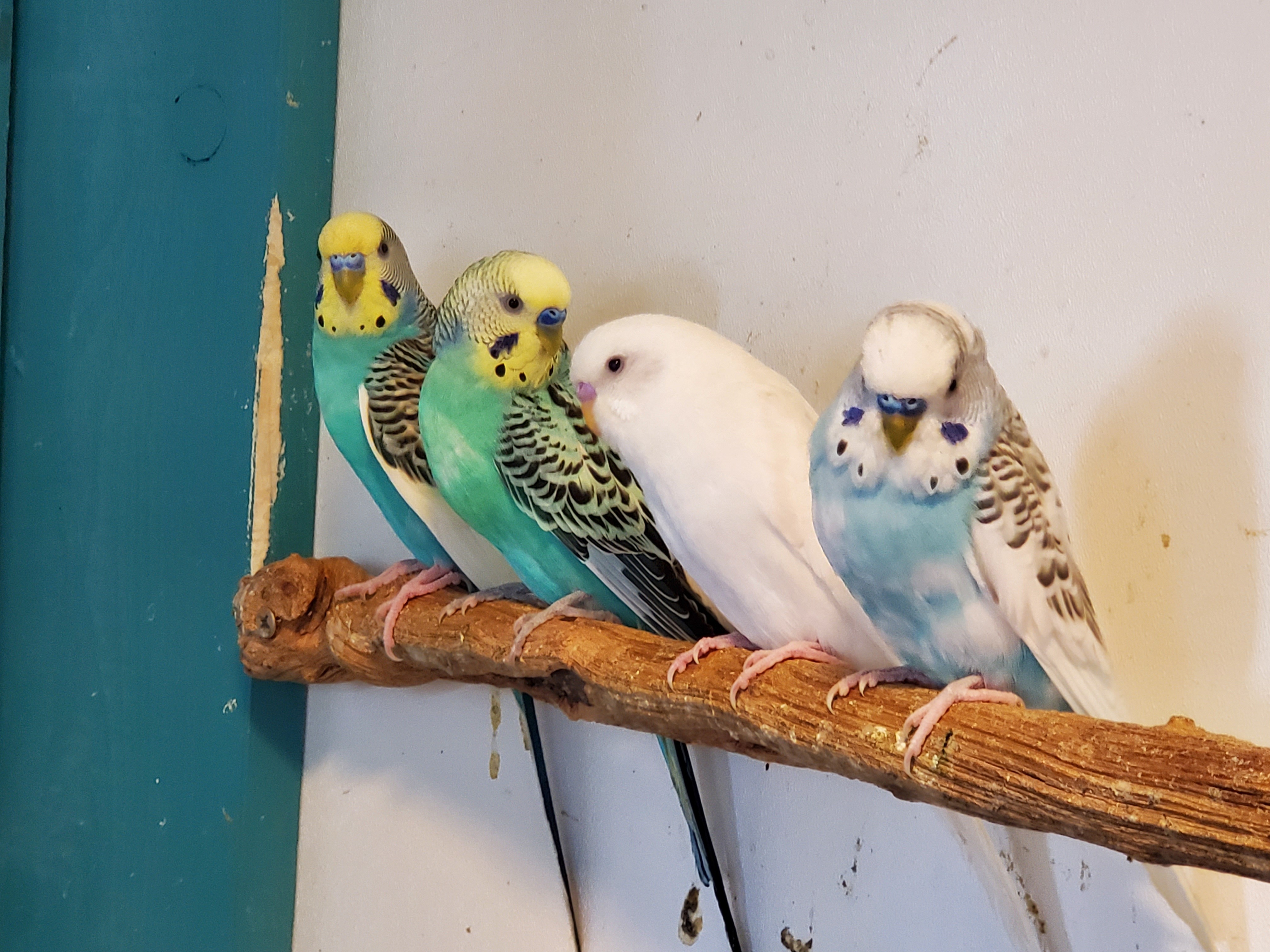 Budgies, Adult Unknown unknown