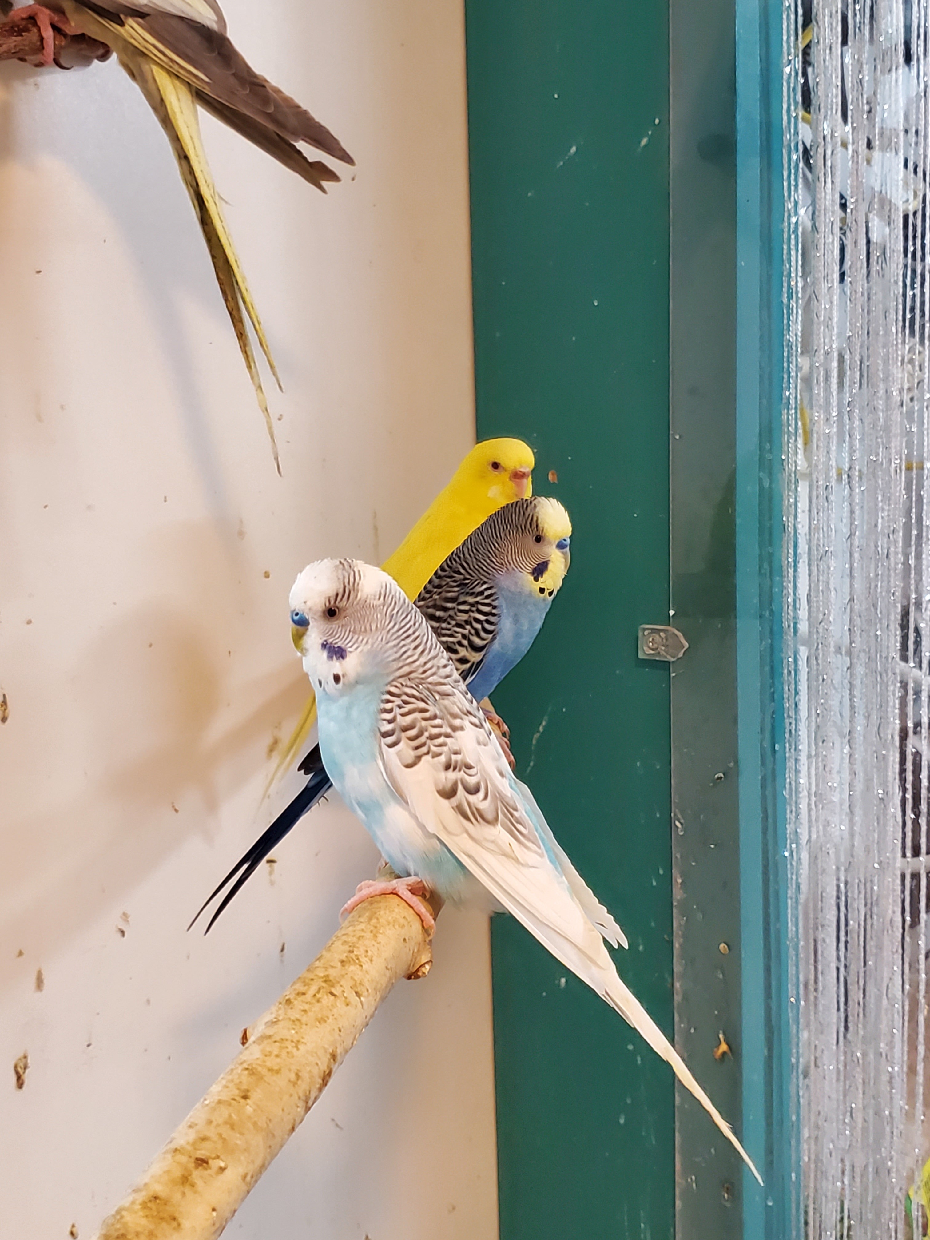 Budgies photo 3