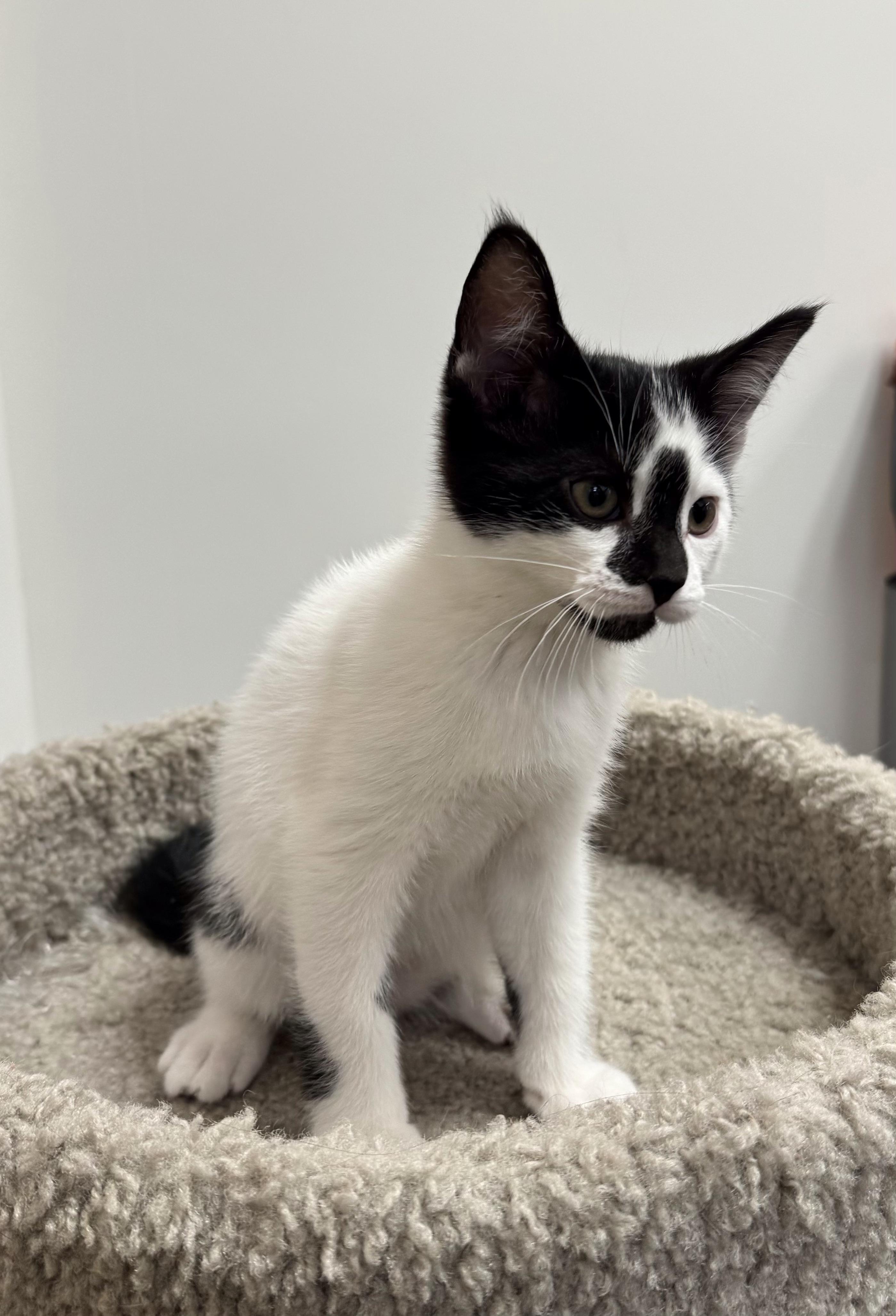 Enlarge Venture, a Adoptable Domestic Short Hair in Pickering, ON image 3/4