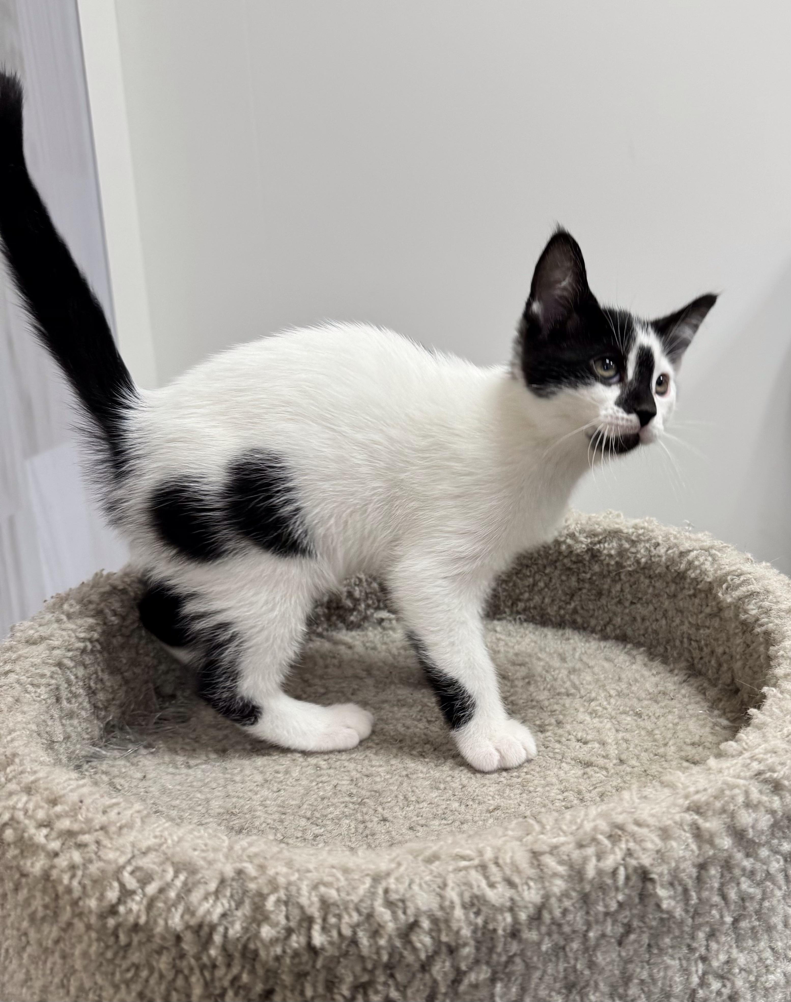 Enlarge Venture, a Adoptable Domestic Short Hair in Pickering, ON image 1/4