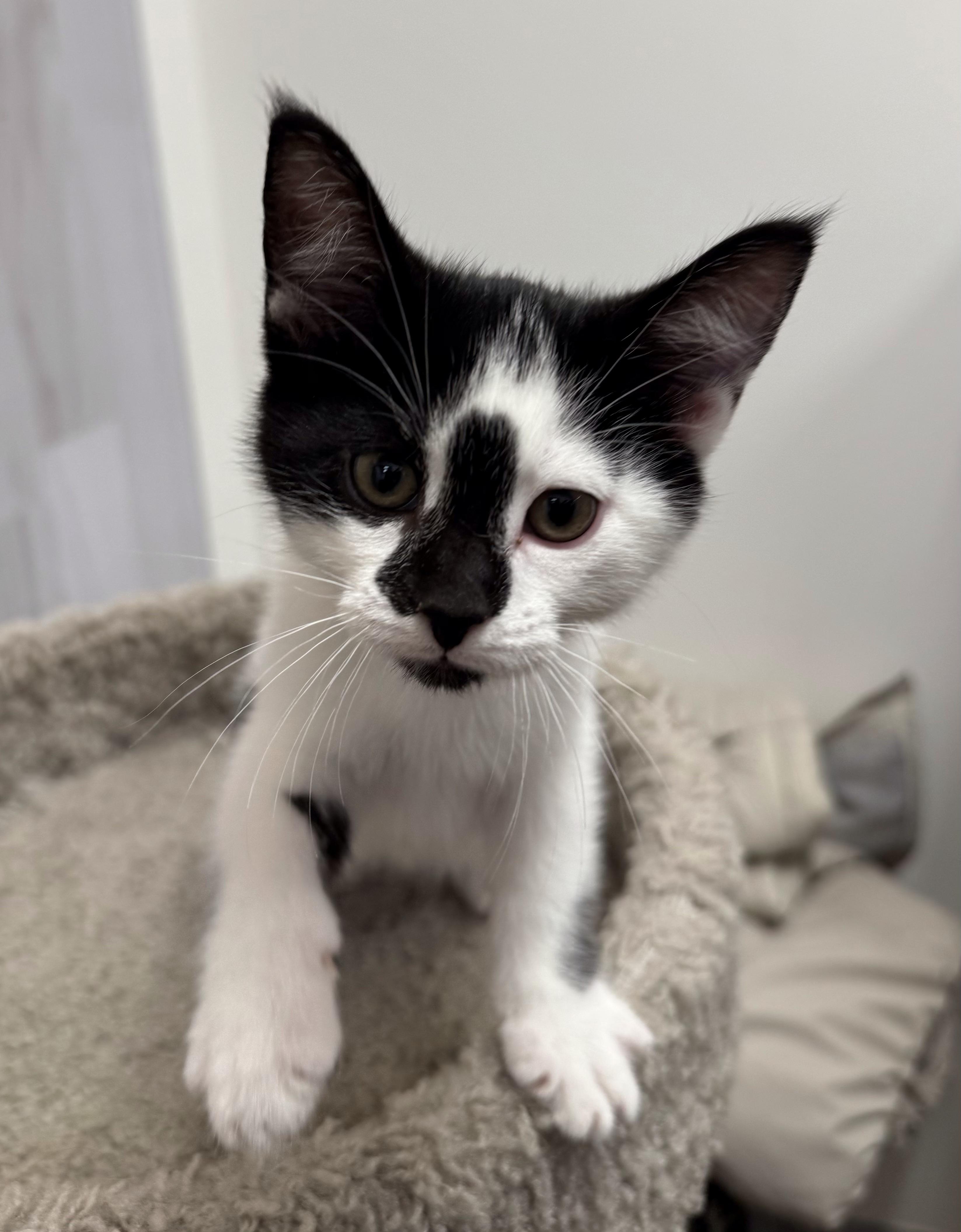 Enlarge Venture, a Adoptable Domestic Short Hair in Pickering, ON image 4/4