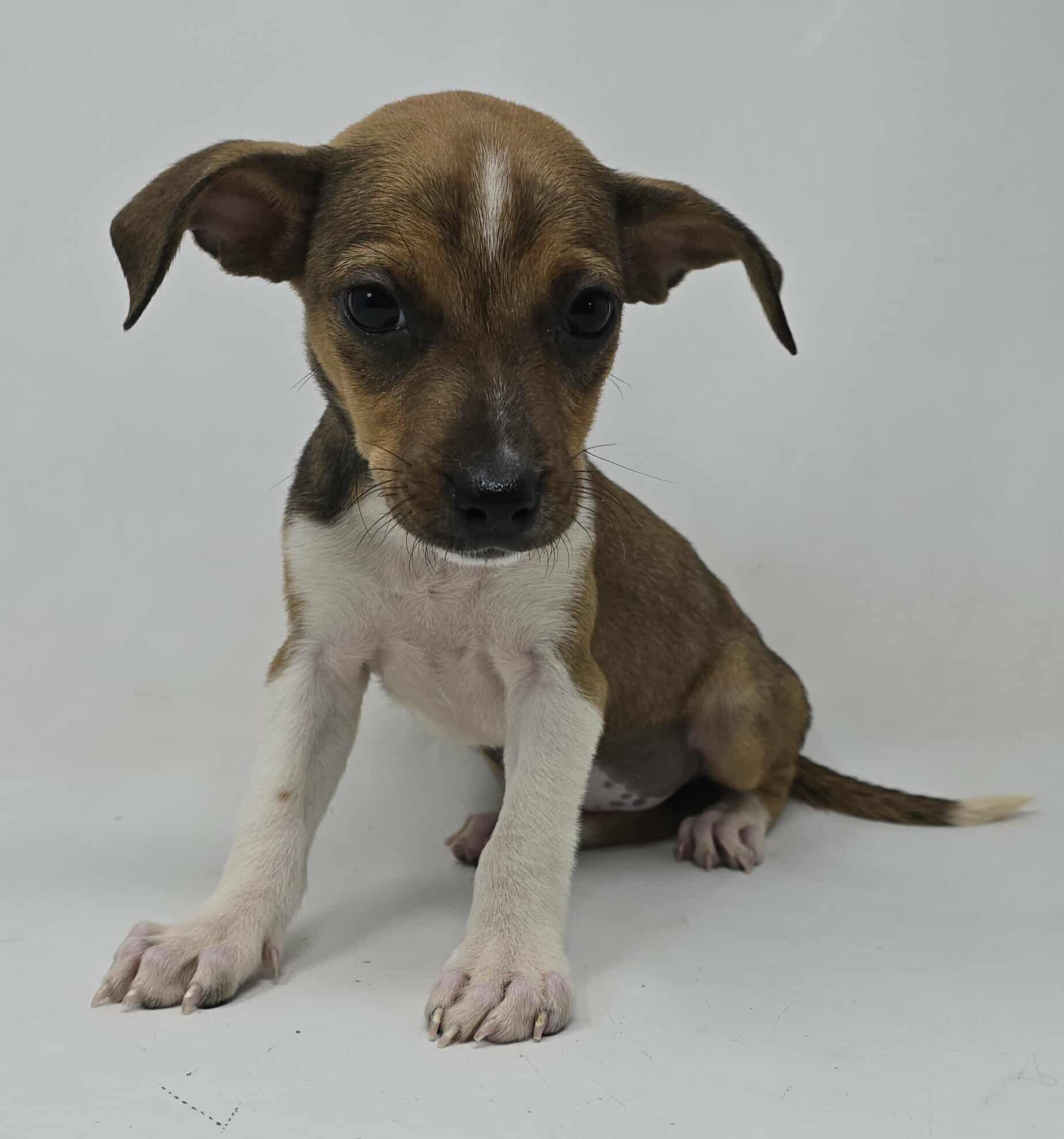 Kerry Blossom thumbnail 3