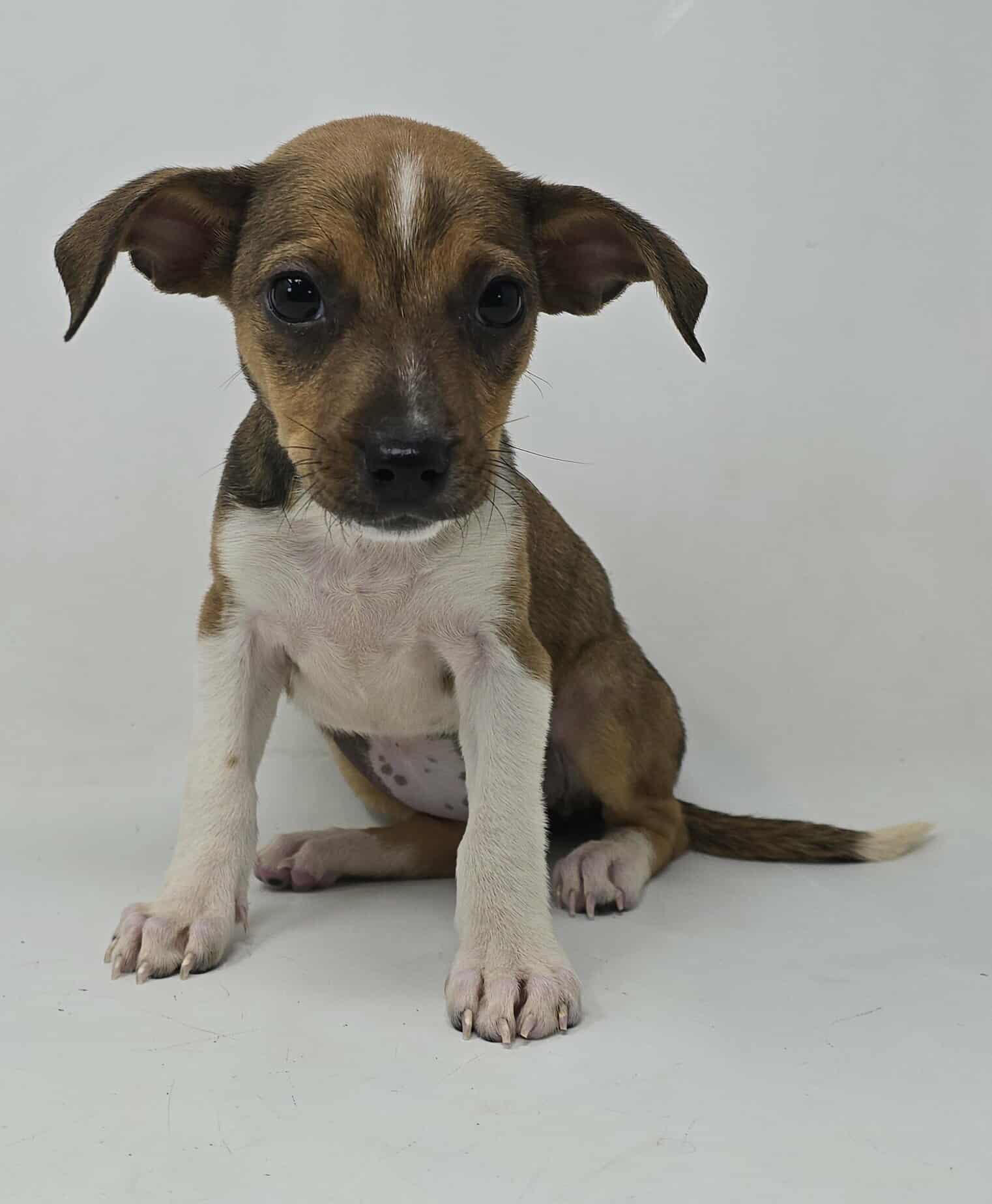 Kerry Blossom thumbnail 2