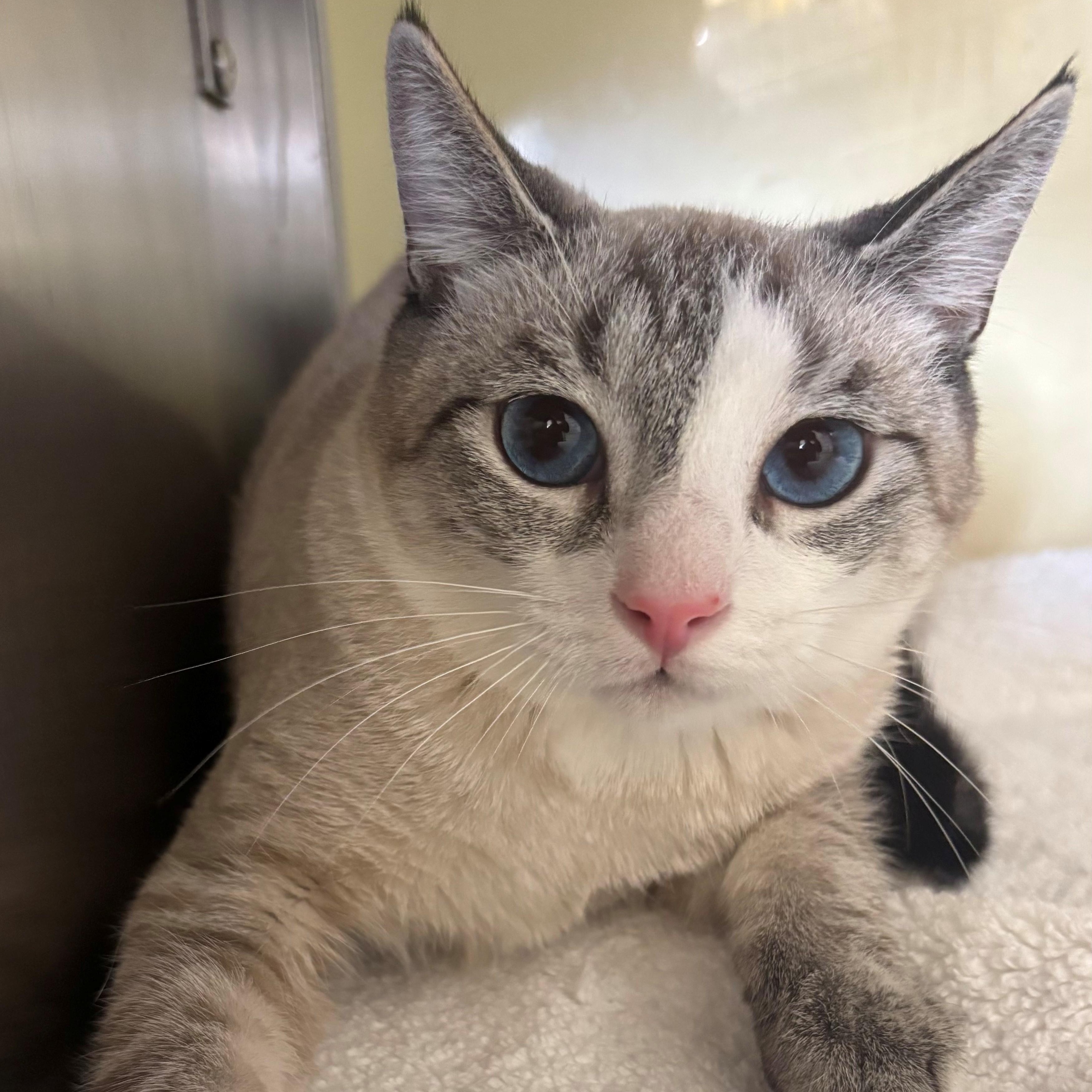 Ziggy, adoptable, Young Male Siamese.