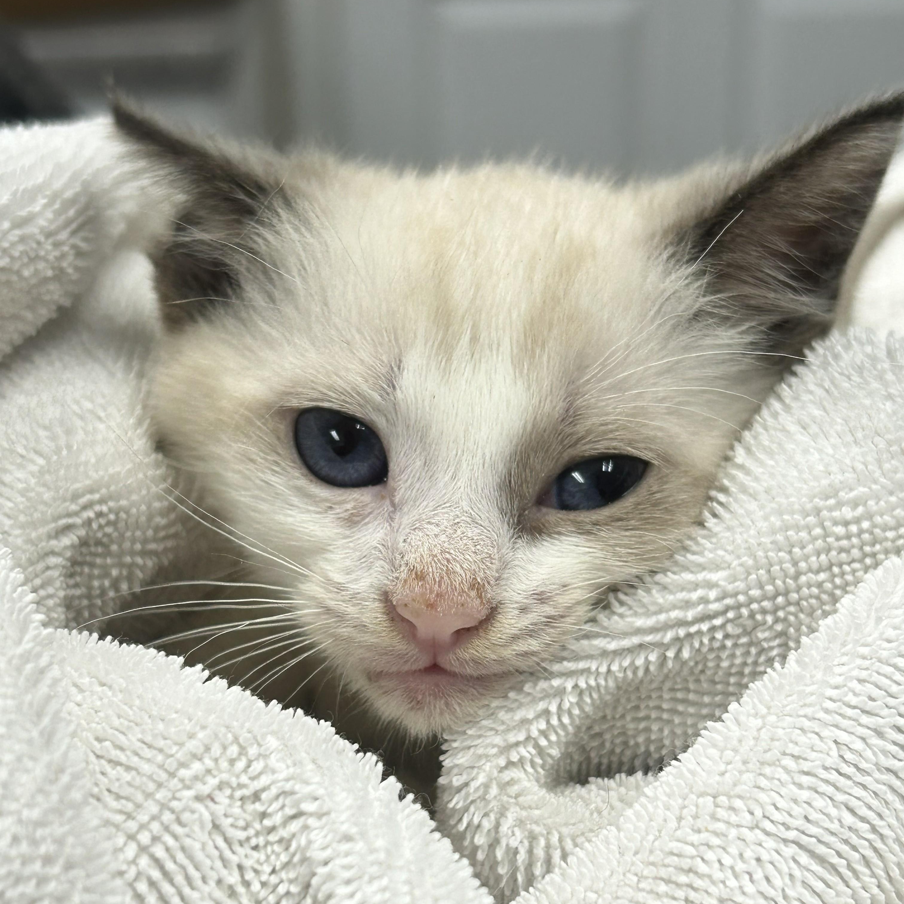 Enlarge Ziggy, an adoptable Siamese in Margate, FL image 2/2
