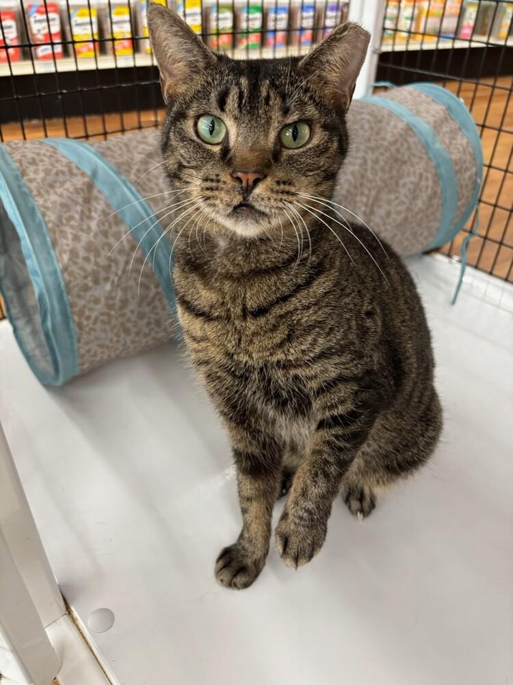 Angelee, Adoptable, Young Female Domestic Short Hair.