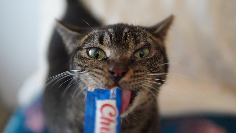 Angelee, a Adoptable Domestic Short Hair in Wellington, FL image 2/5