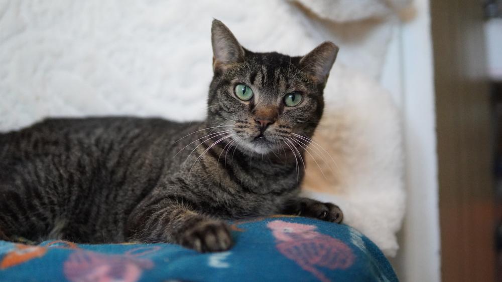 Angelee, a Adoptable Domestic Short Hair in Wellington, FL image 3/5