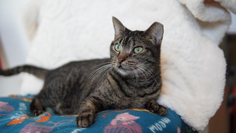 Angelee — thumbnail 4