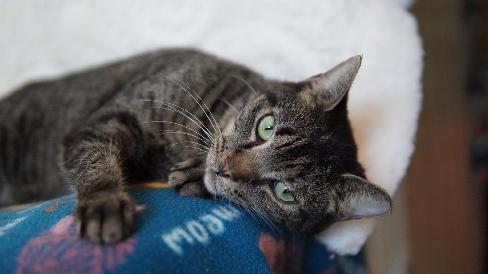 Angelee, a Adoptable Domestic Short Hair in Wellington, FL image 5/5