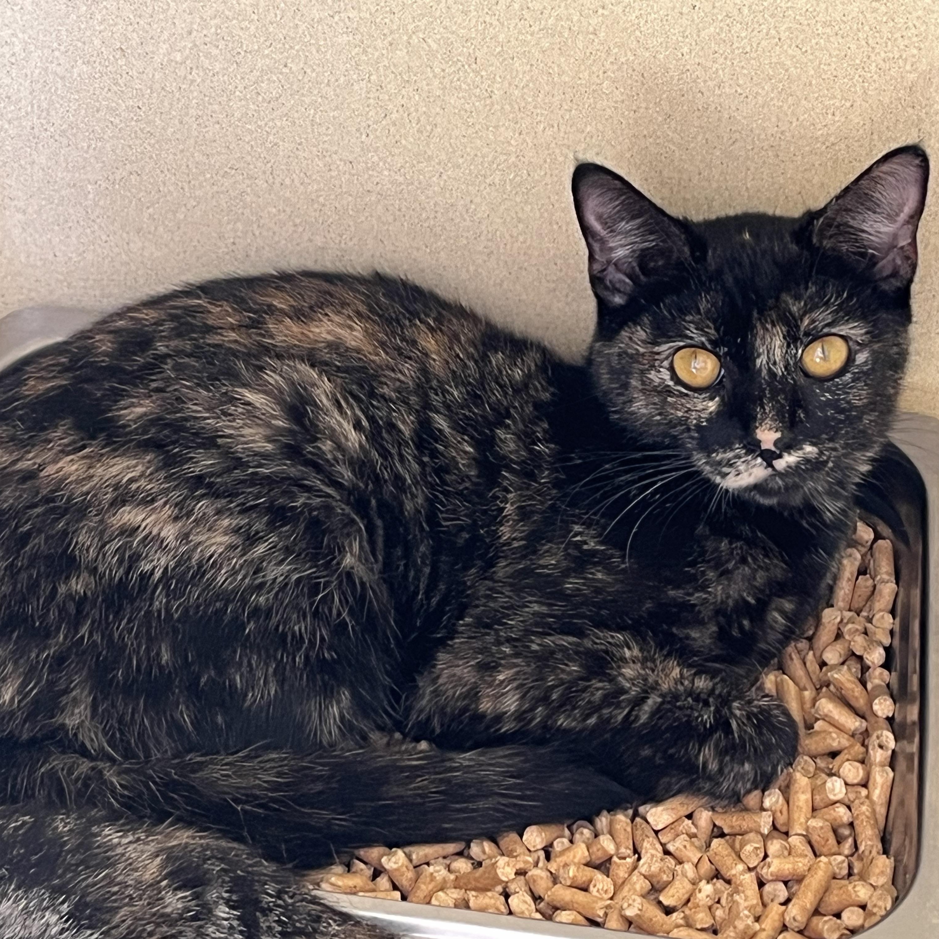 Enlarge Ashley Judd, a Adoptable Tortoiseshell in Clarksville, VA image 6/6