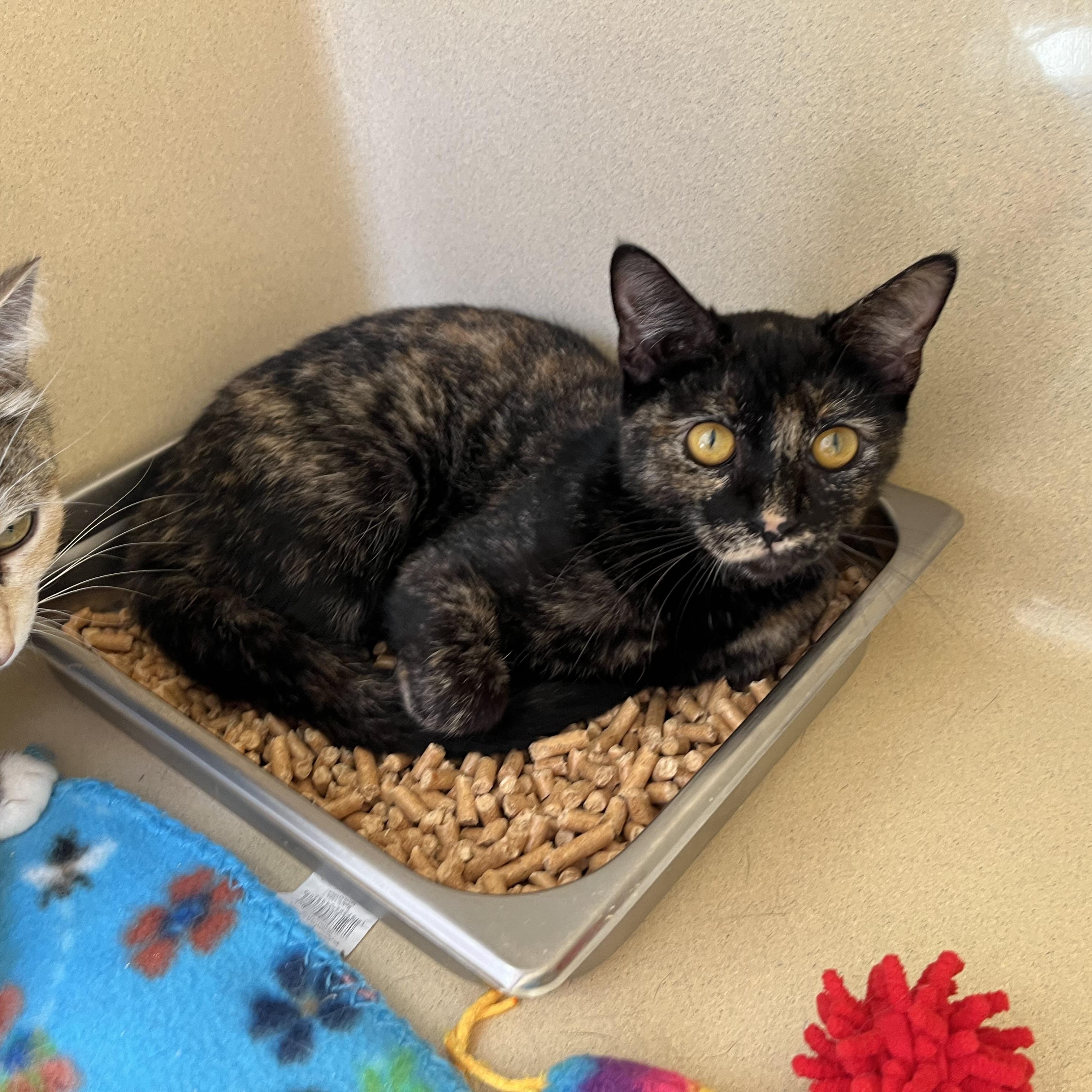 Ashley Judd, Adoptable, Young Female Tortoiseshell.