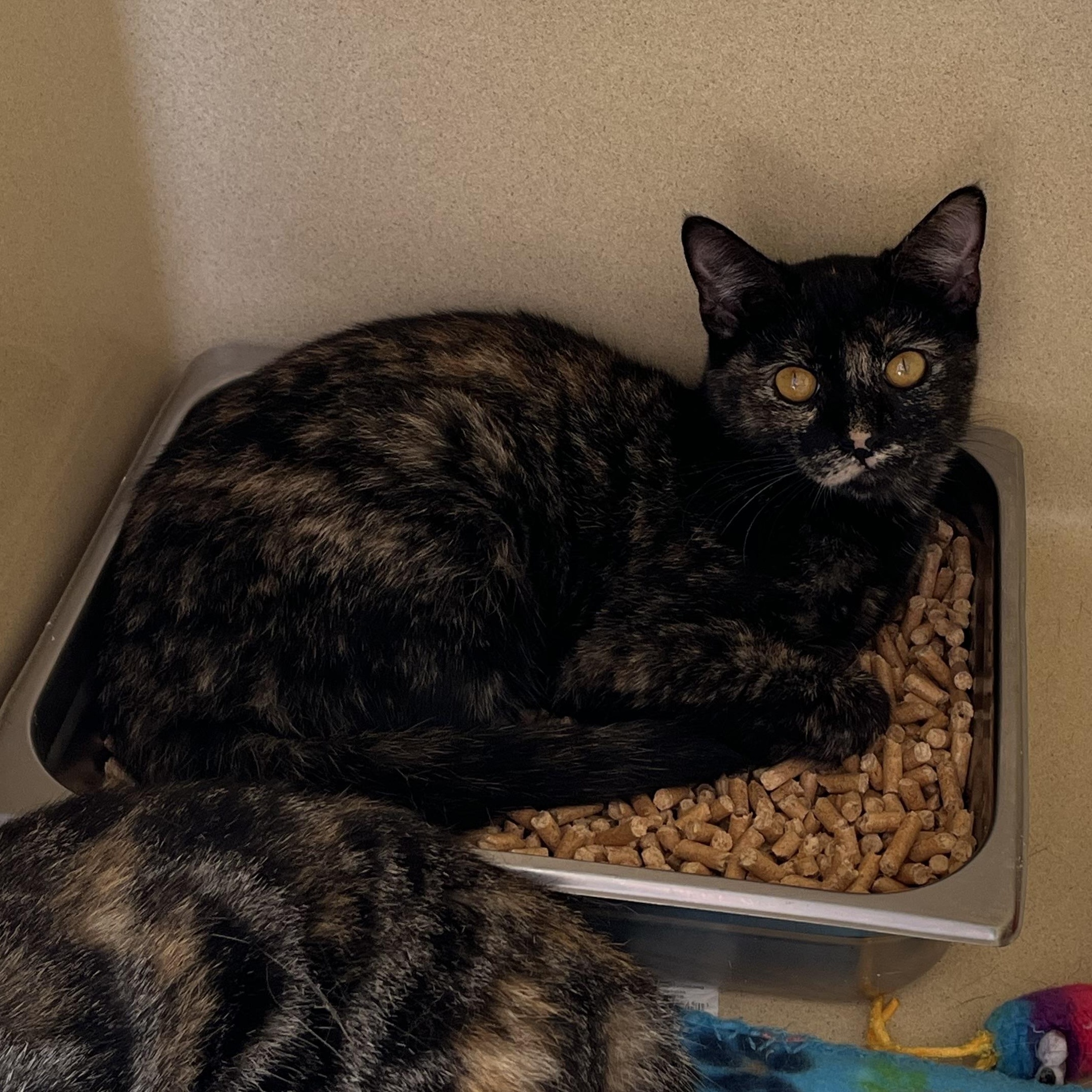 Enlarge Ashley Judd, a Adoptable Tortoiseshell in Clarksville, VA image 5/6